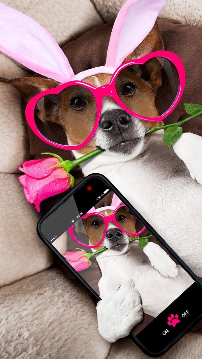 Милые собаки с айфоном