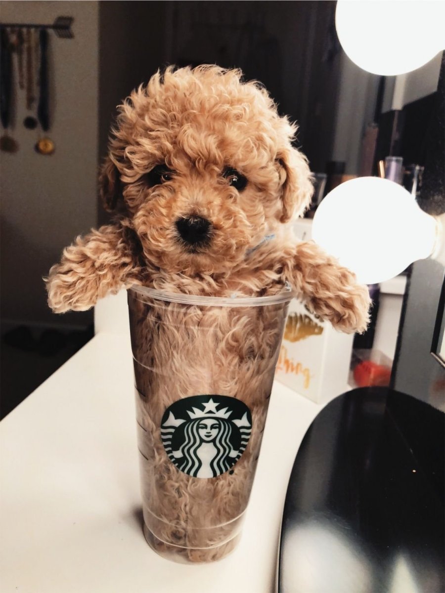 Собачка в стаканчике