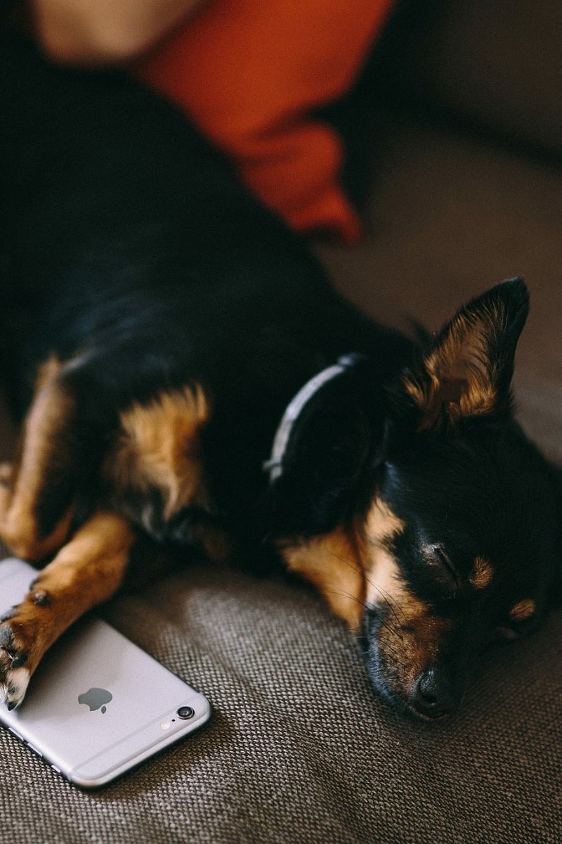 Песик с телефоном