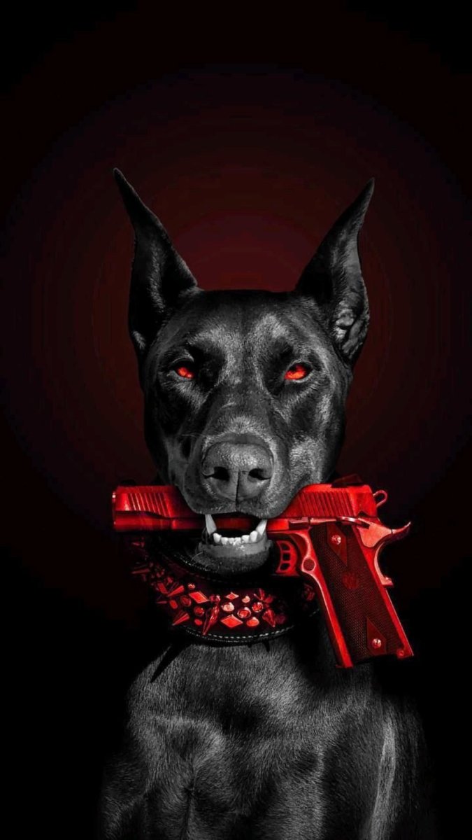 Доберман на черном фоне