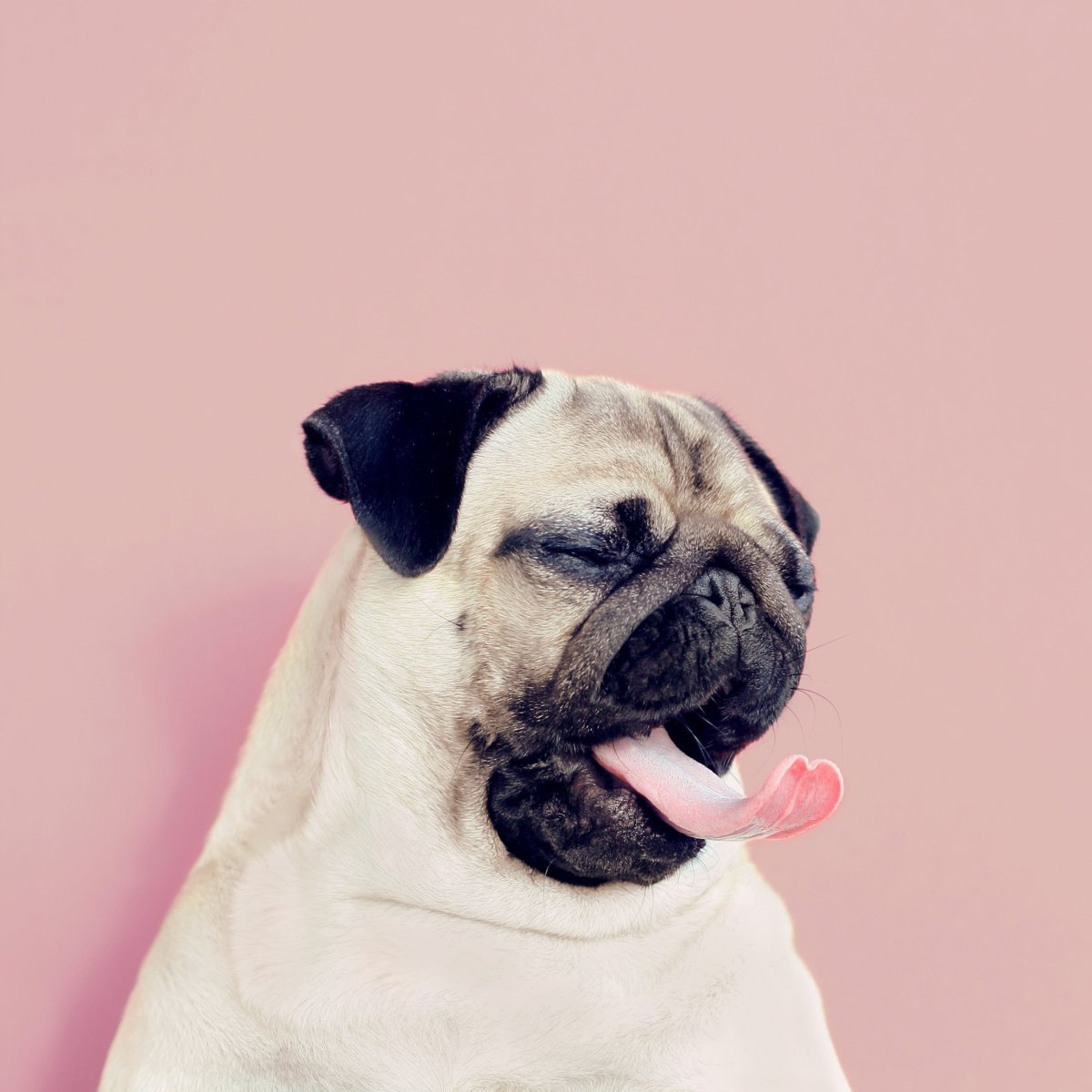 Фон с мопсами