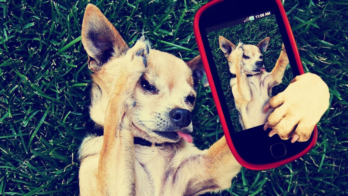 Животные для инстаграмма