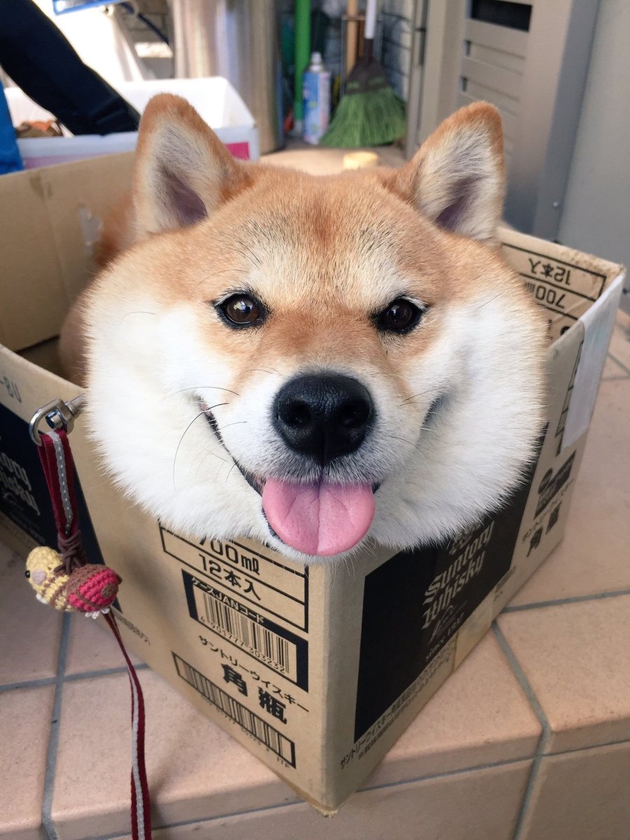 Милые щенки Акита ину