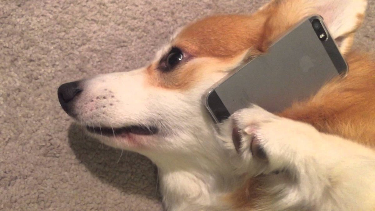 Собака с айфоном