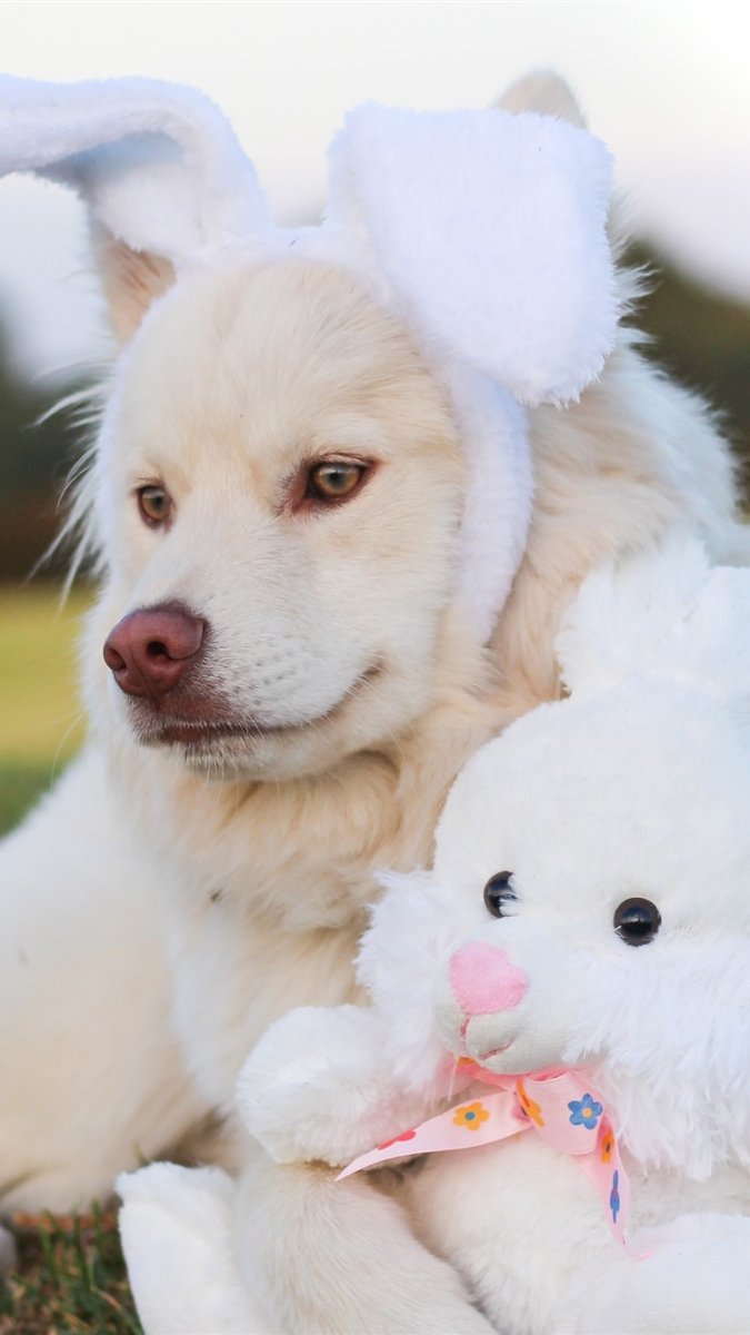 Милые собаки