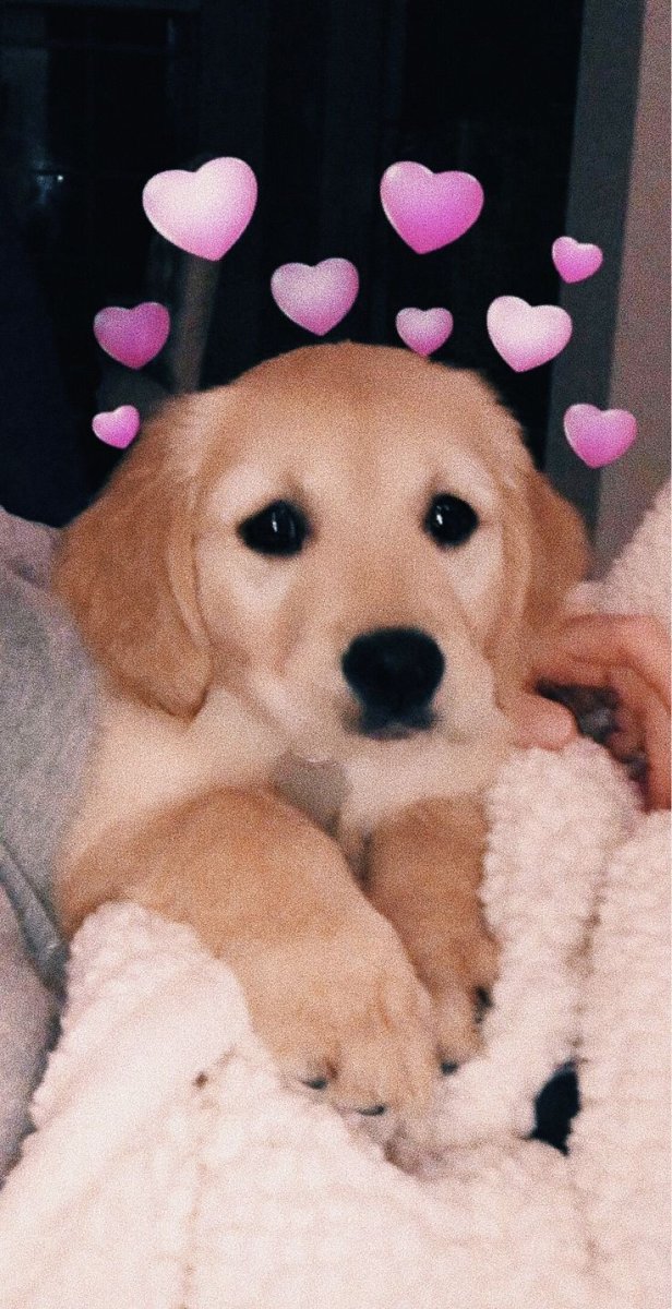 Щенок с сердечком