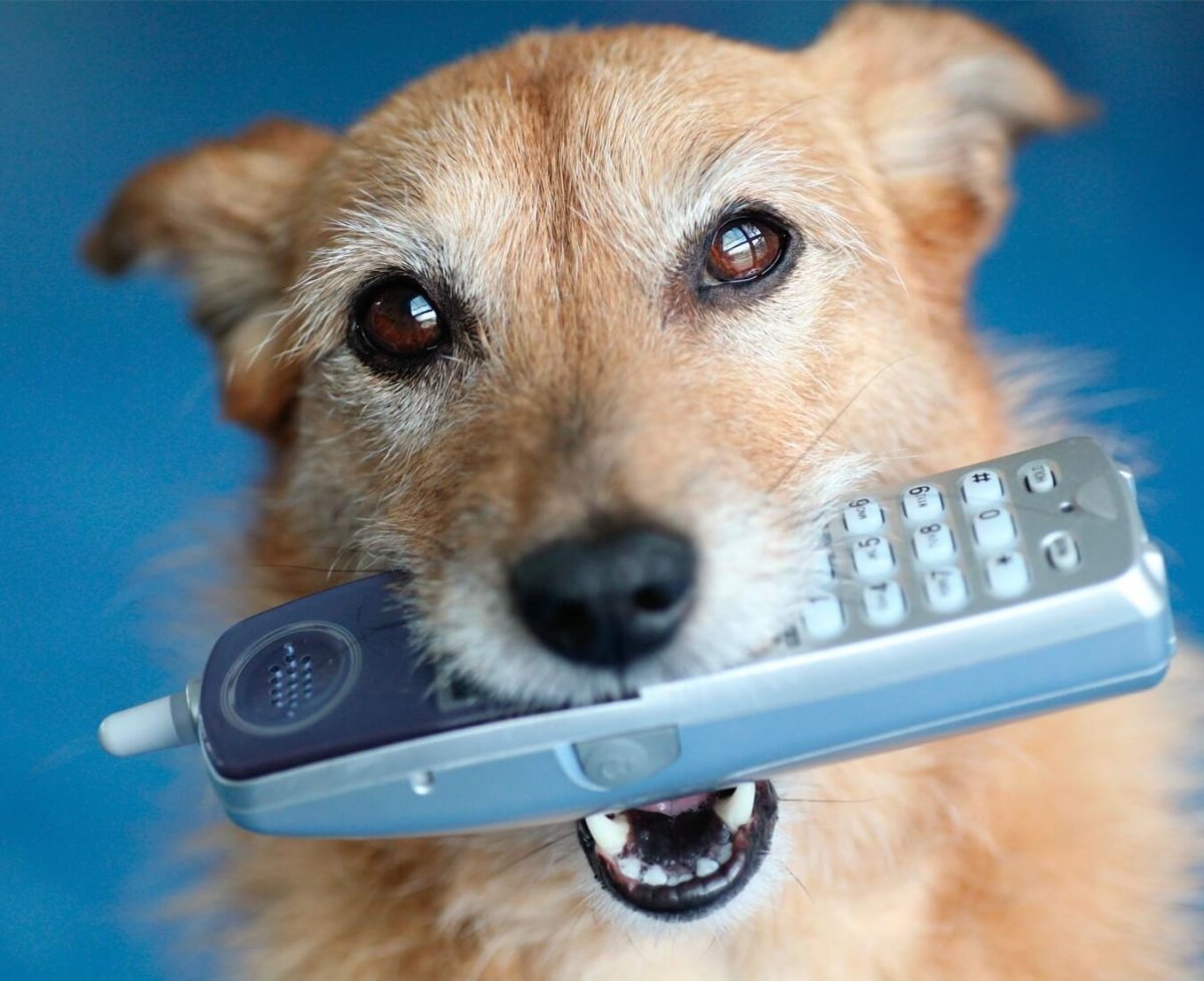 Собака с телефоном