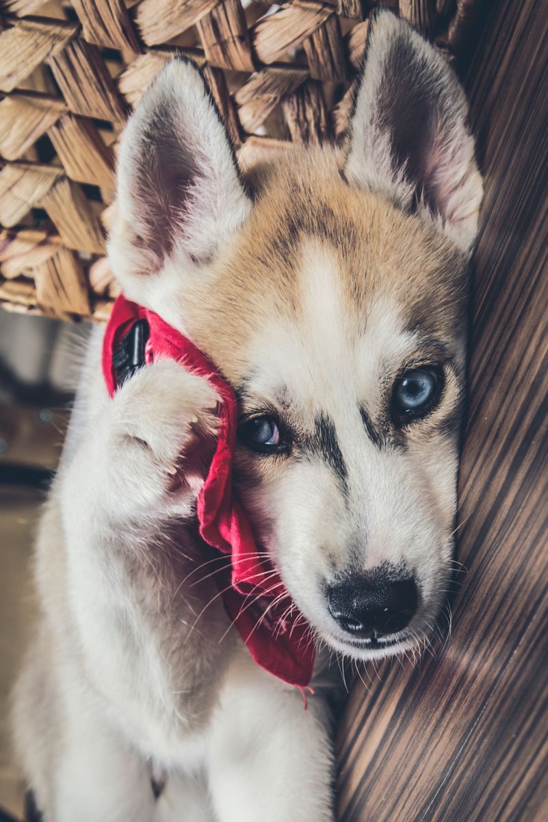 Красивые хаски