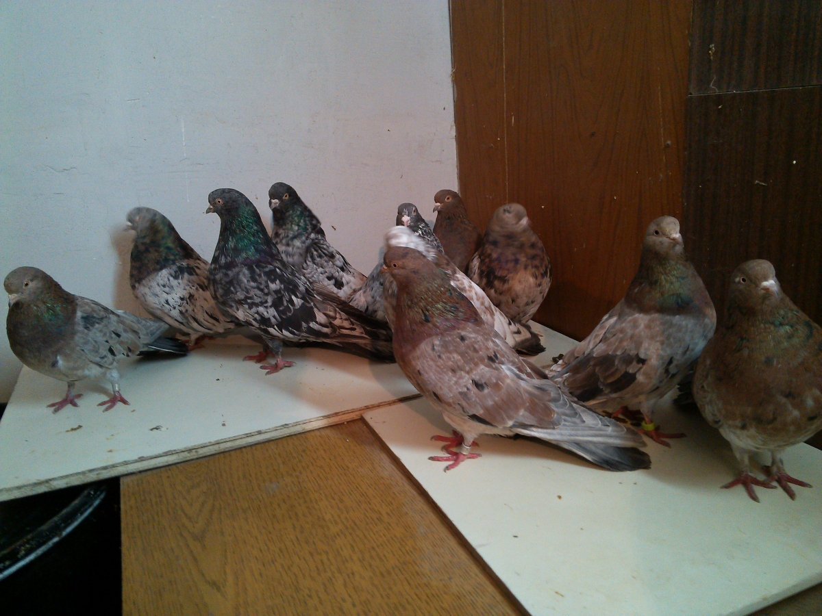 Мраморные голуби бойные