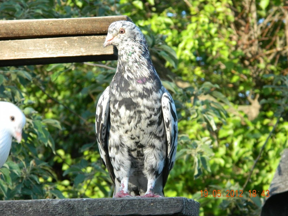 Голуби бойные мраморные бакинцы