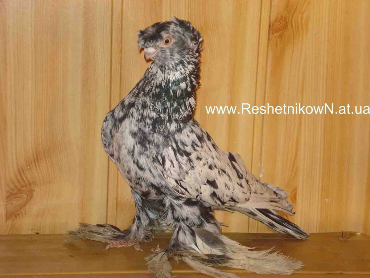 Узбекские голуби мраморные