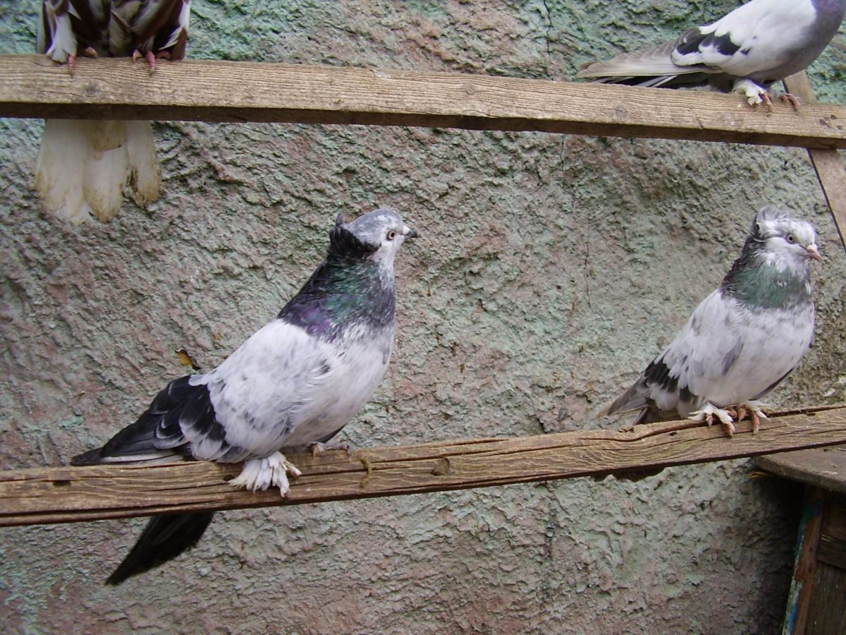 Лохмоногие мраморные лохмоногие голуби