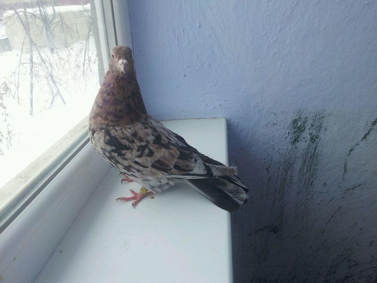 Голуби бойные мраморные бакинцы