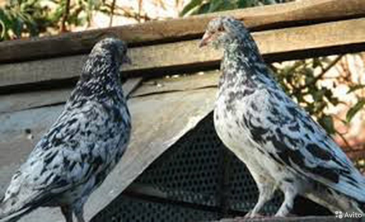 Бакинские высоколетные голуби