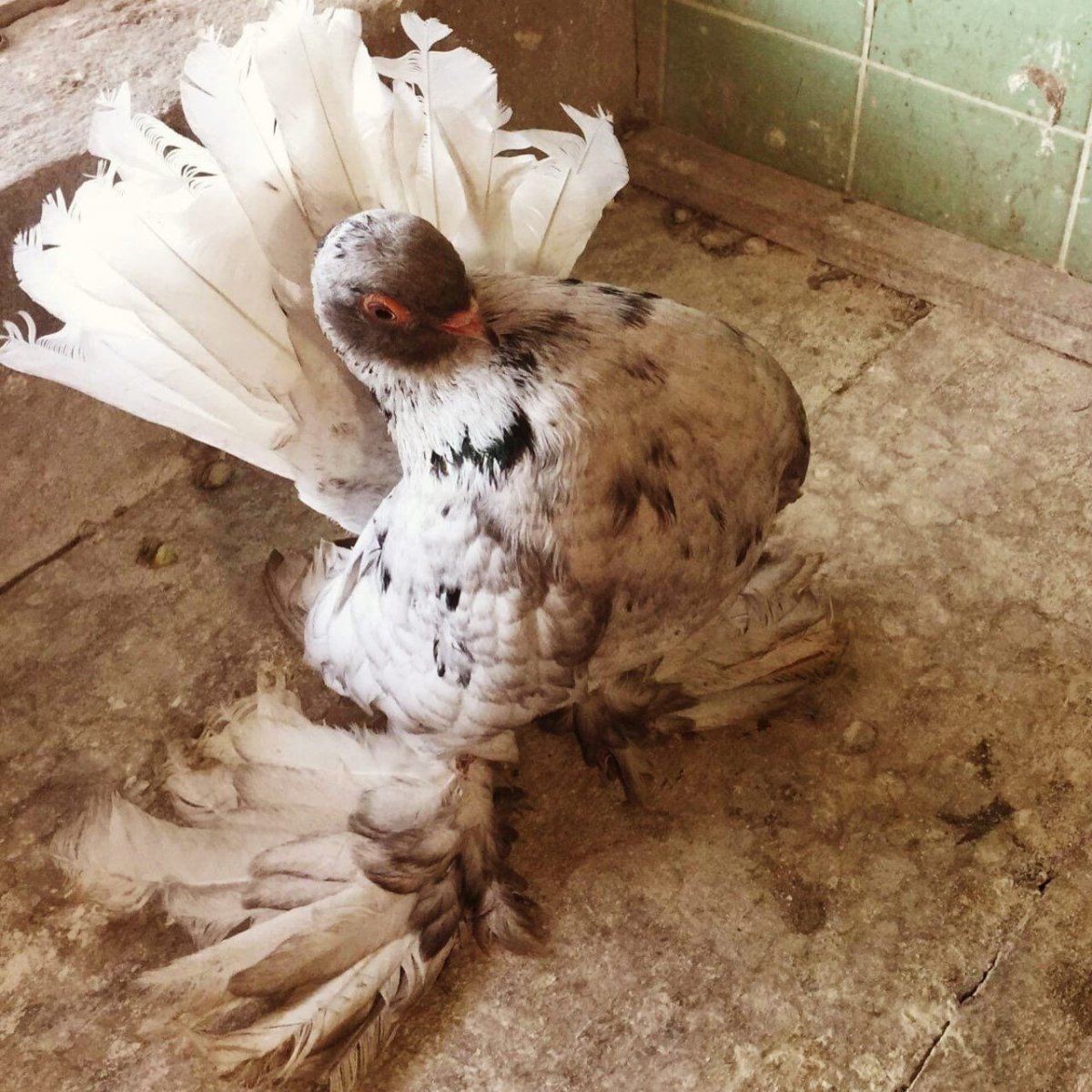 Мраморные голуби белохлостые рыжий