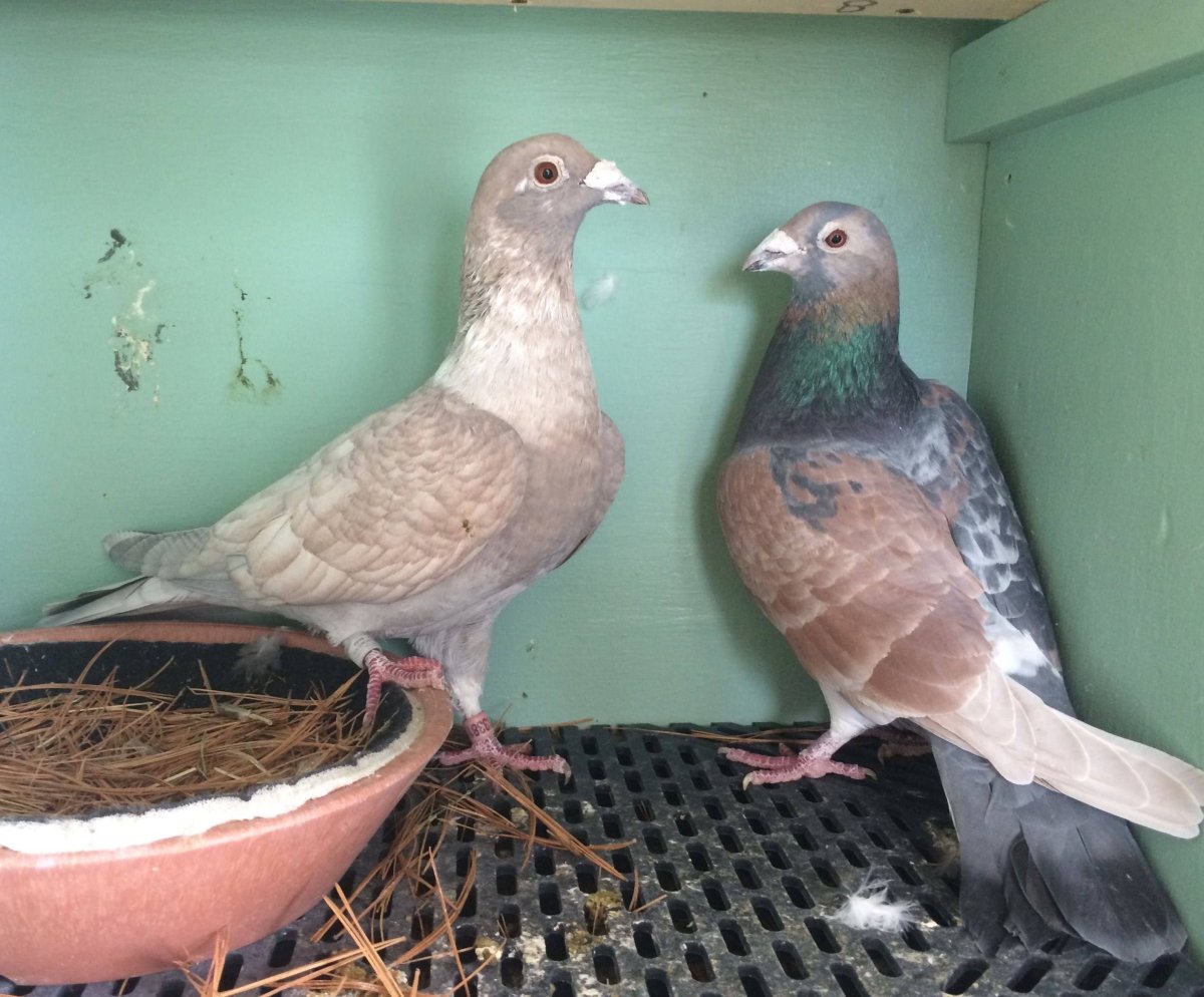 Голуби мраморные кировоградцы