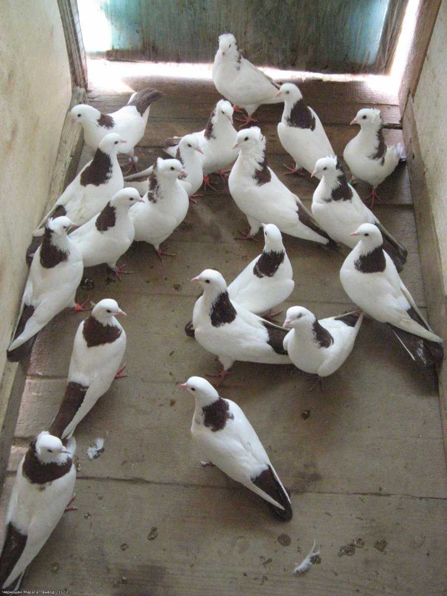 Бакинские бойные голуби