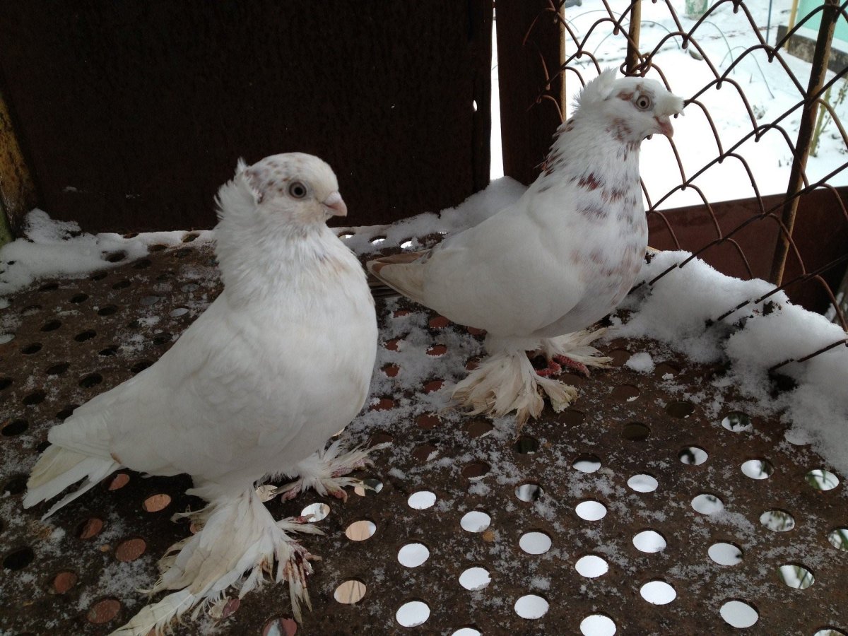 Голуби краснодарские бойные высоколетные