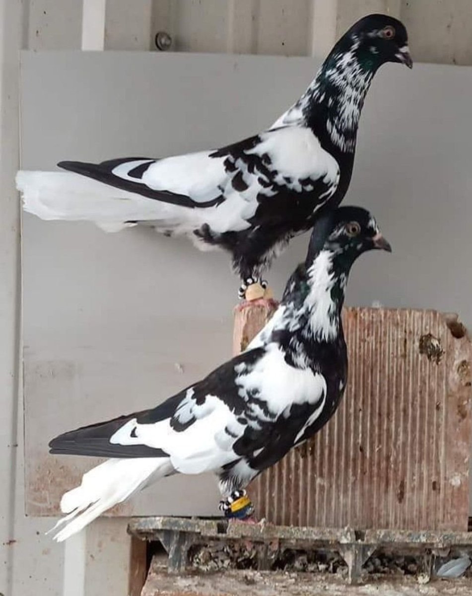 Голуби Шадринские высоколетные