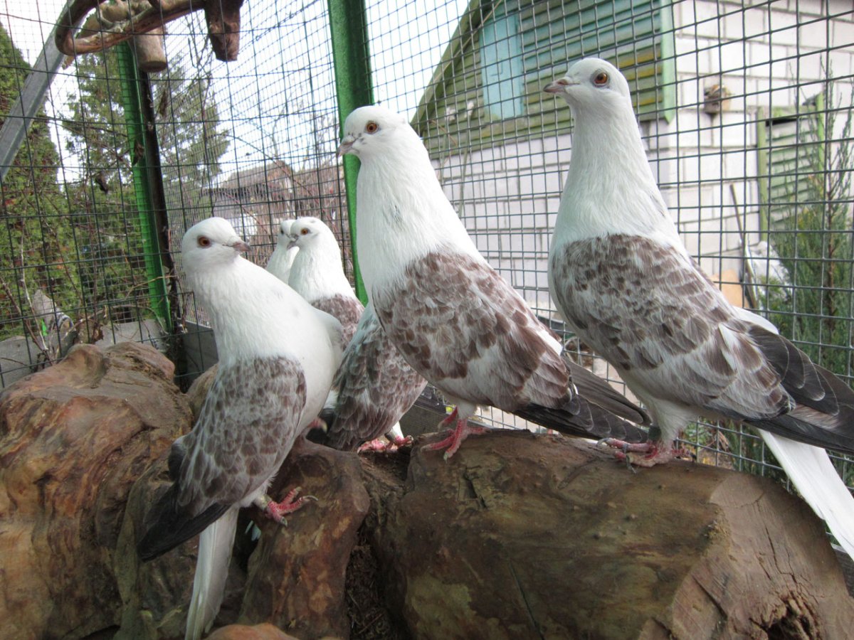 Мраморные николаевские