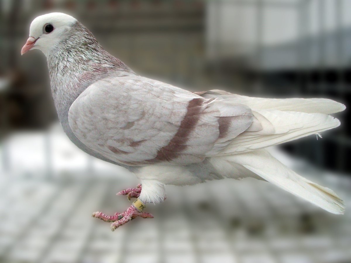 Пермские высоколетные голуби масти