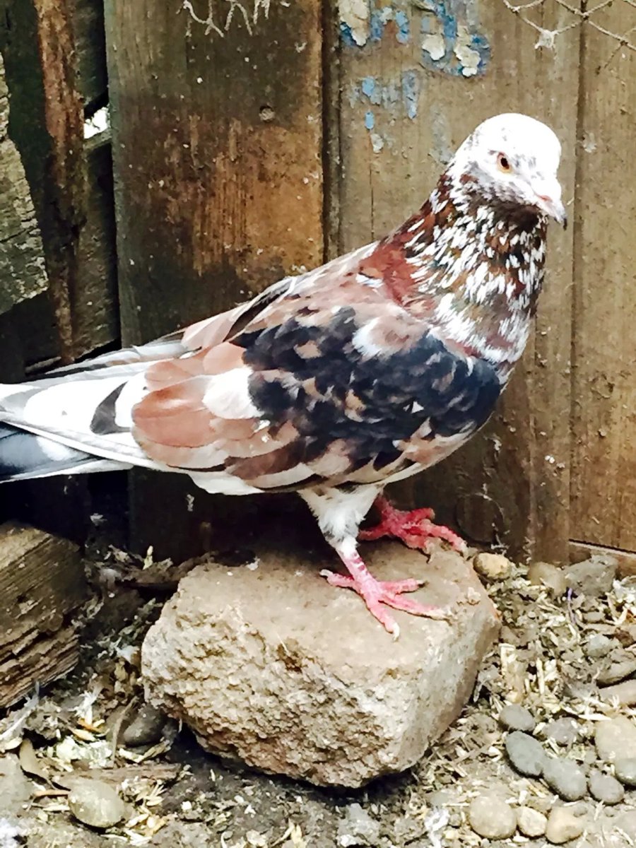 Бакинцы бойные мраморные