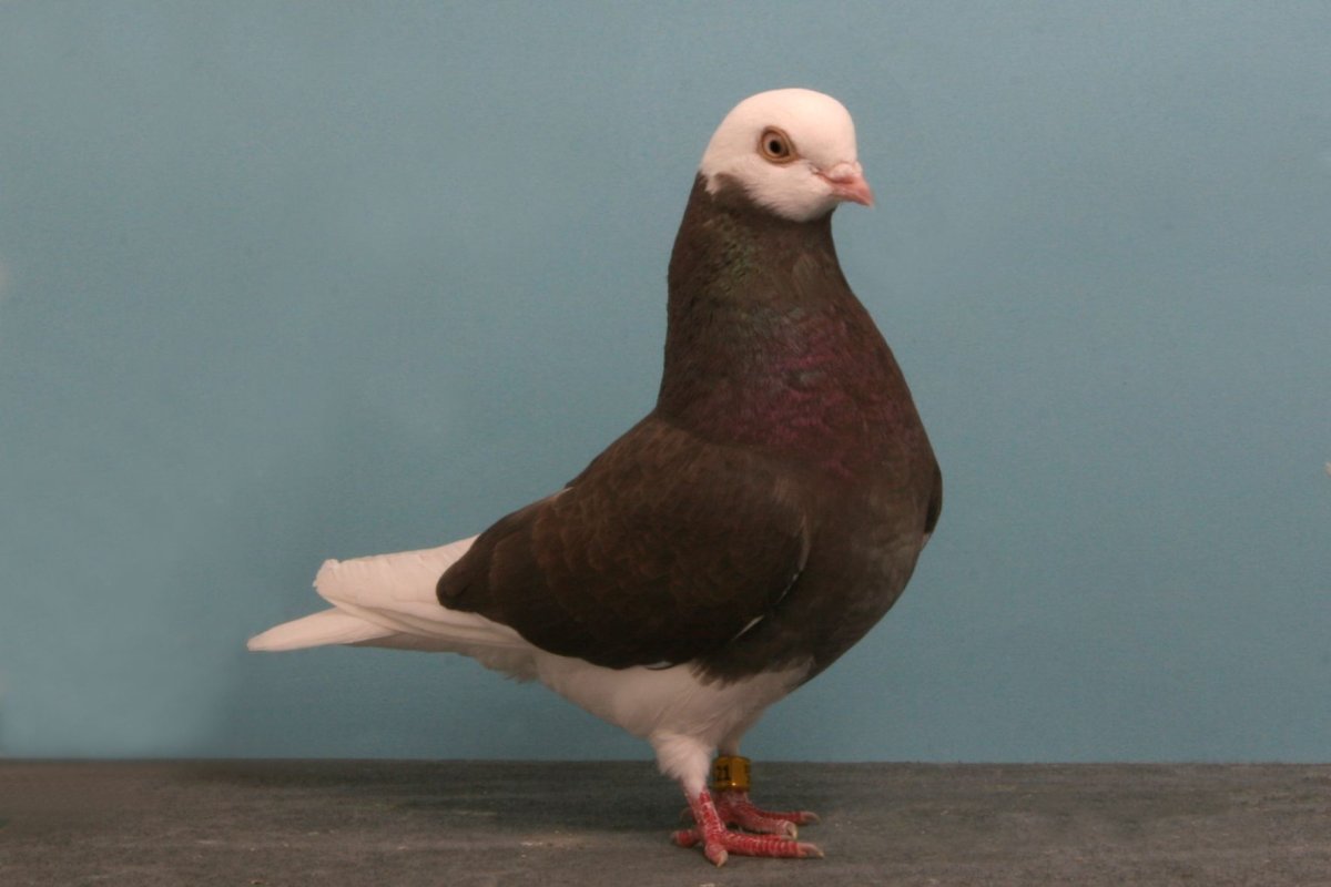 Порода голубей тумблер