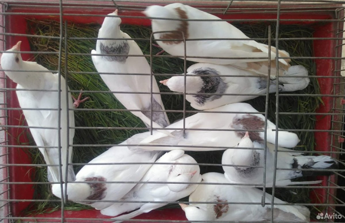 Армянские голуби авито