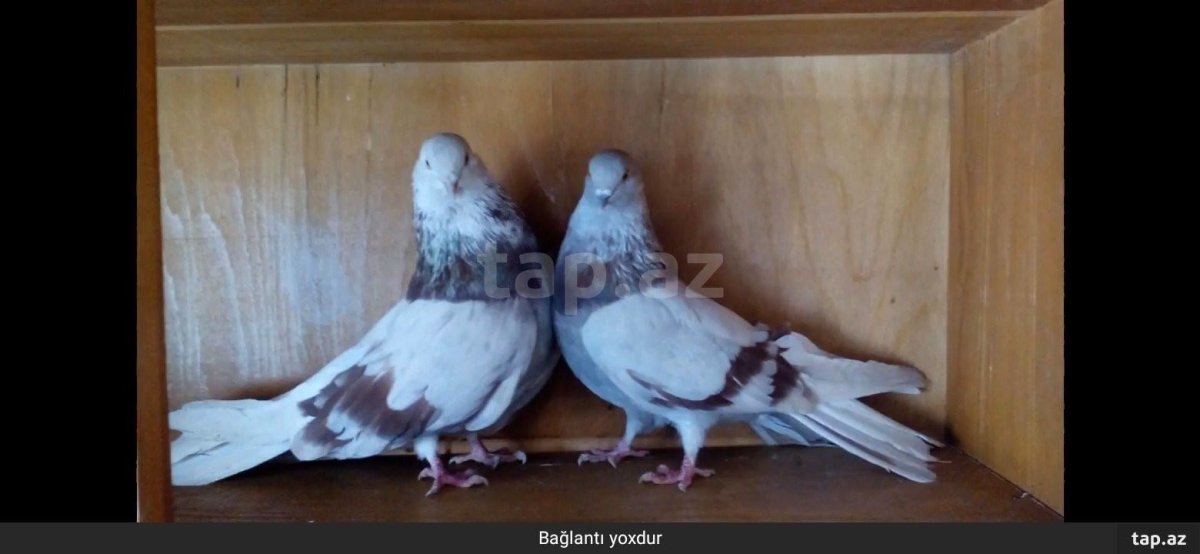 Николаевские всолетные голуби