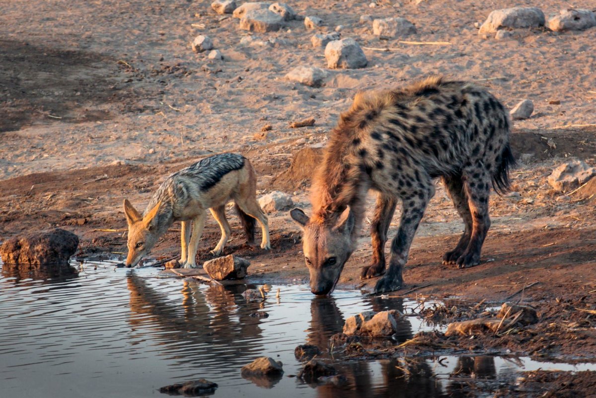 Гиеновидные собаки и Шакал