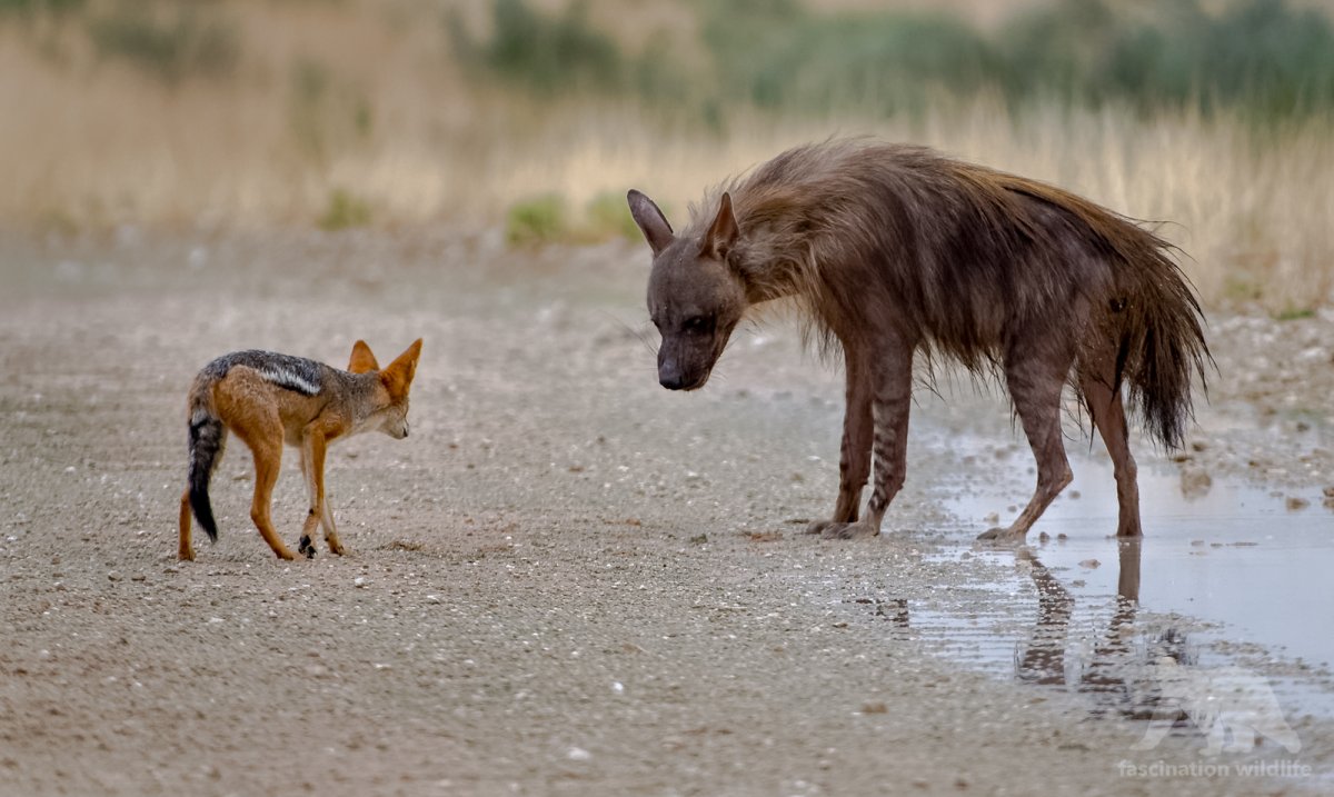 Волк Шакал койот гиена