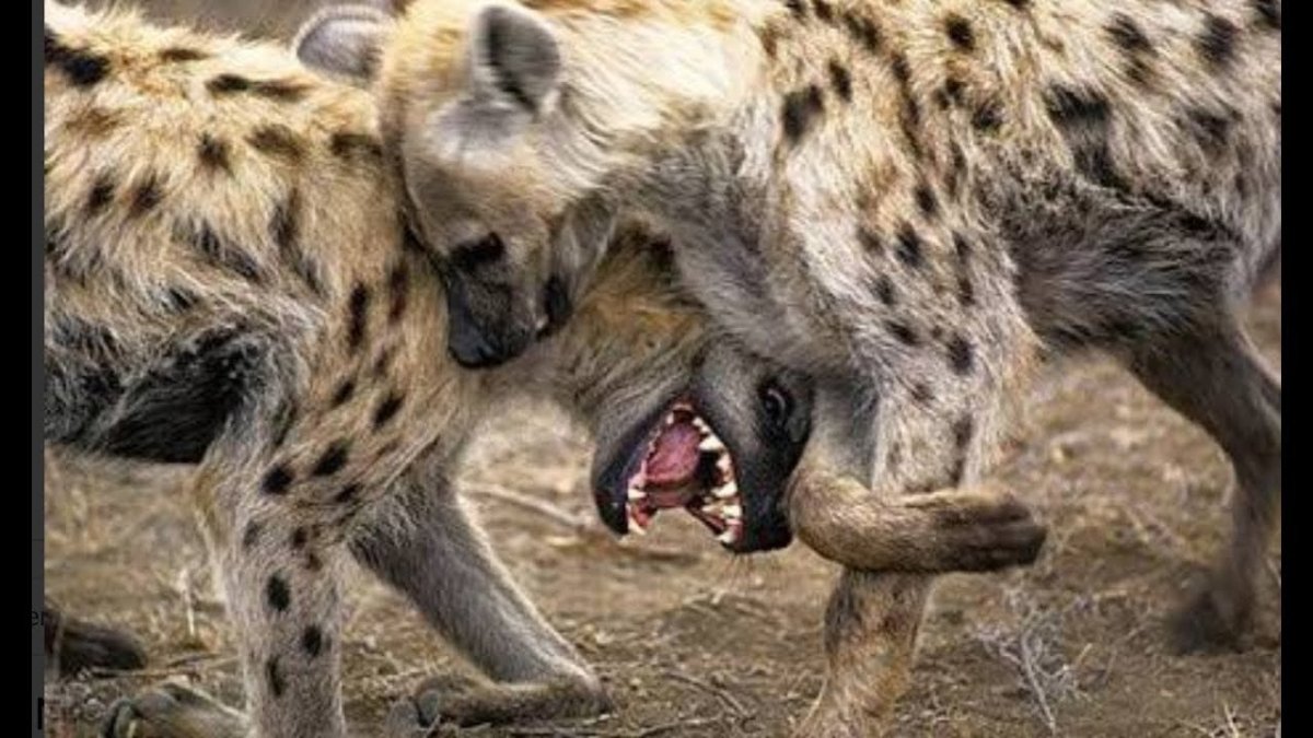 Гривастая гиена