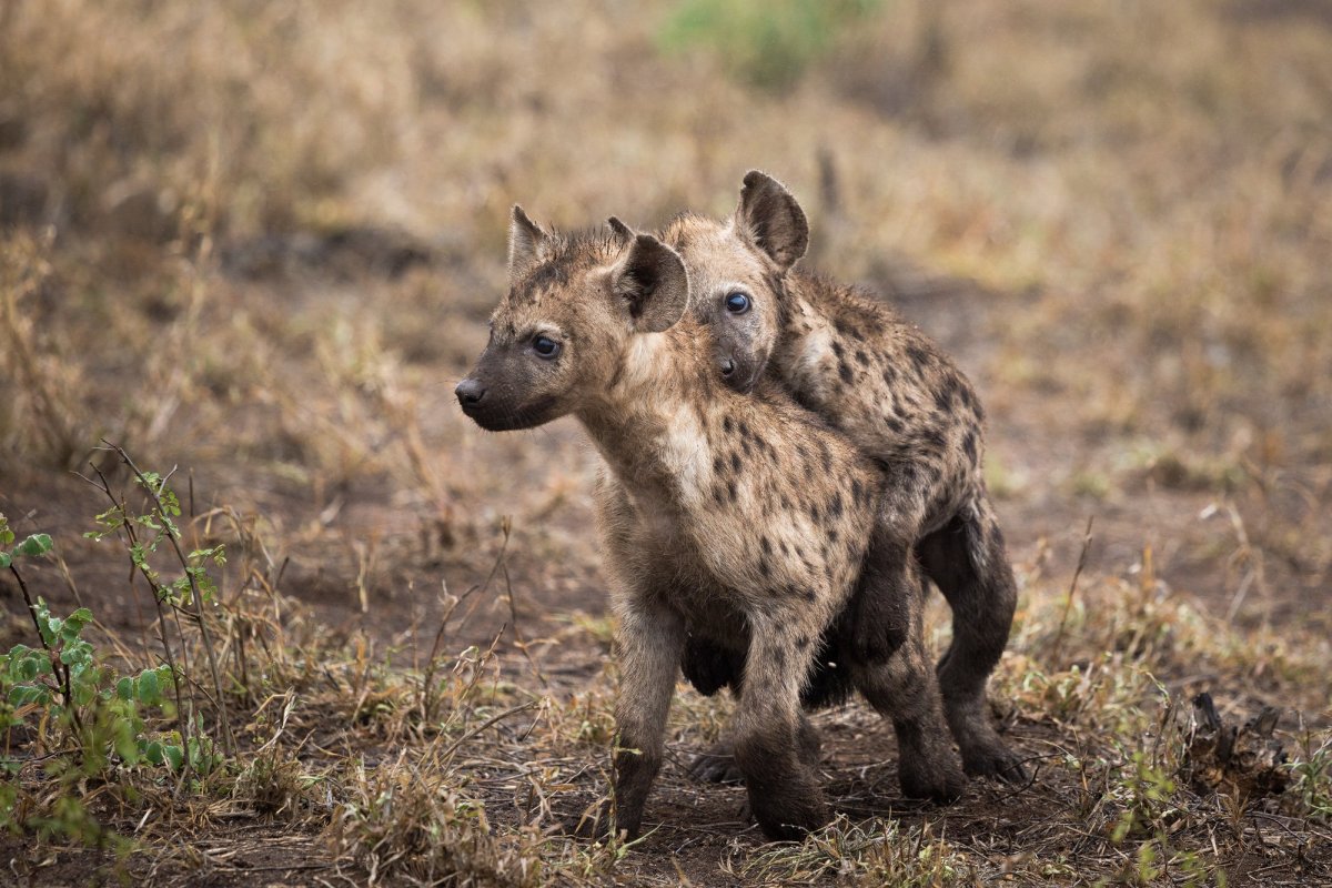 Сибирская гиена