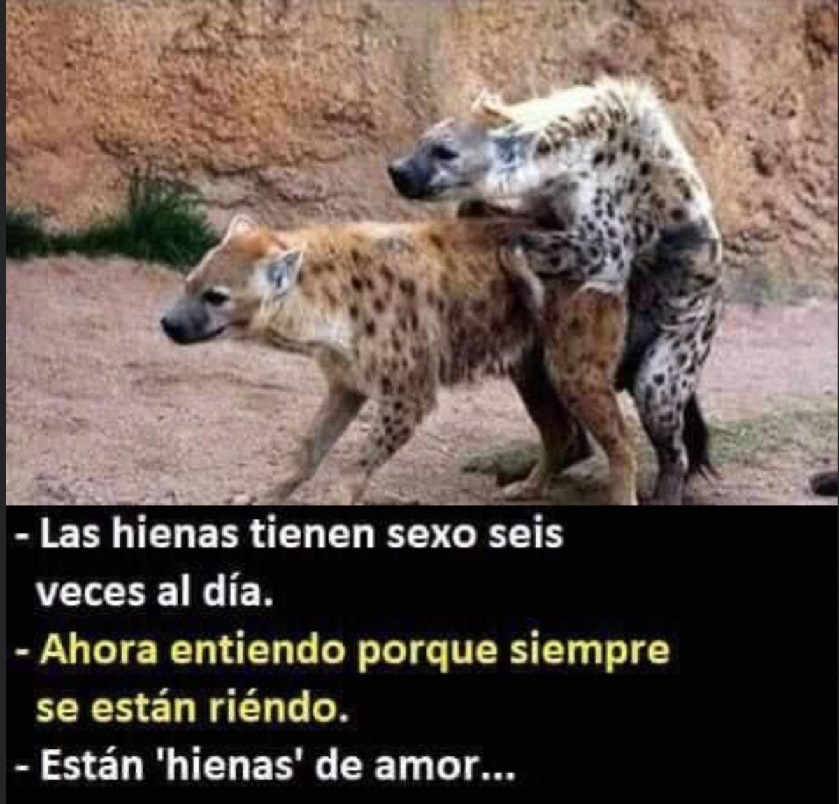 Пятнистая гиена самка и самец