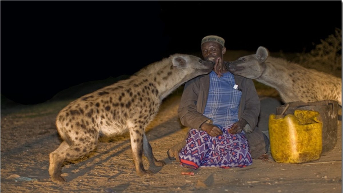 Пятнистая гиена и человек