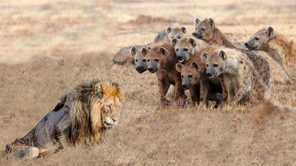 Львиный Прайд против гиен