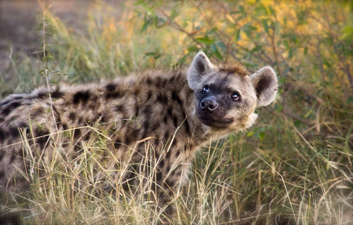 Гиены кошкообразные