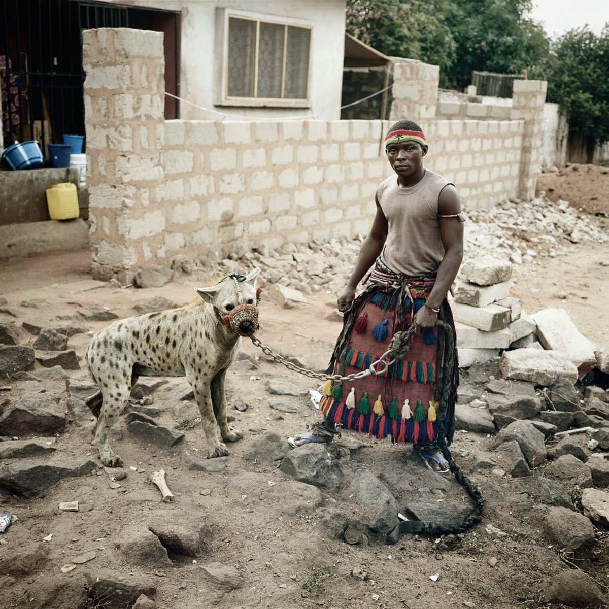 Гиены в Африке