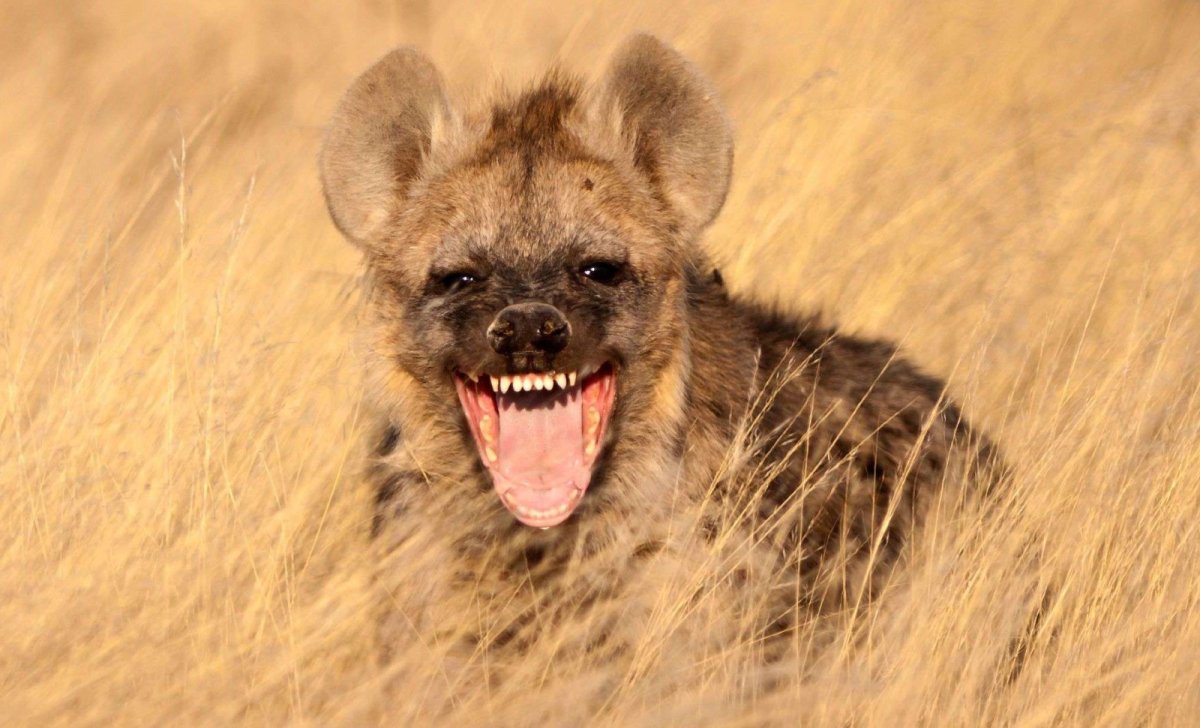 Гиена улыбается