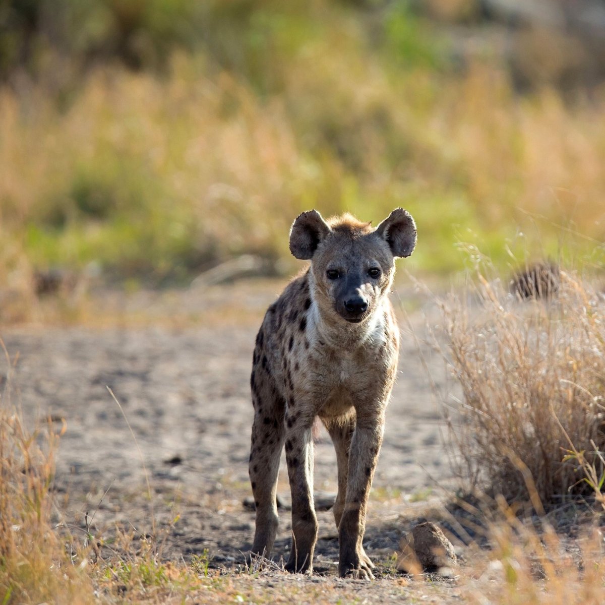 Пятнистая гиена