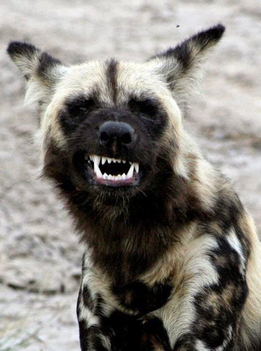 Гривастая гиена