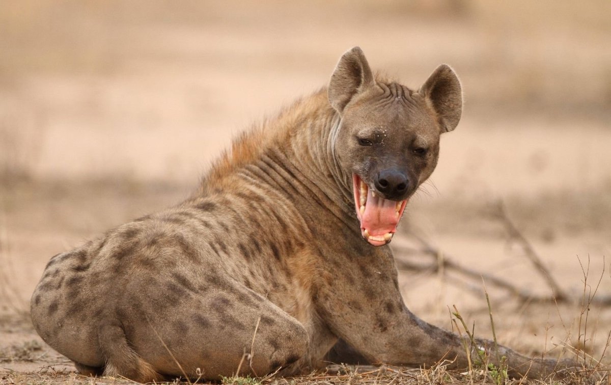 Пятнистая гиена альбинос