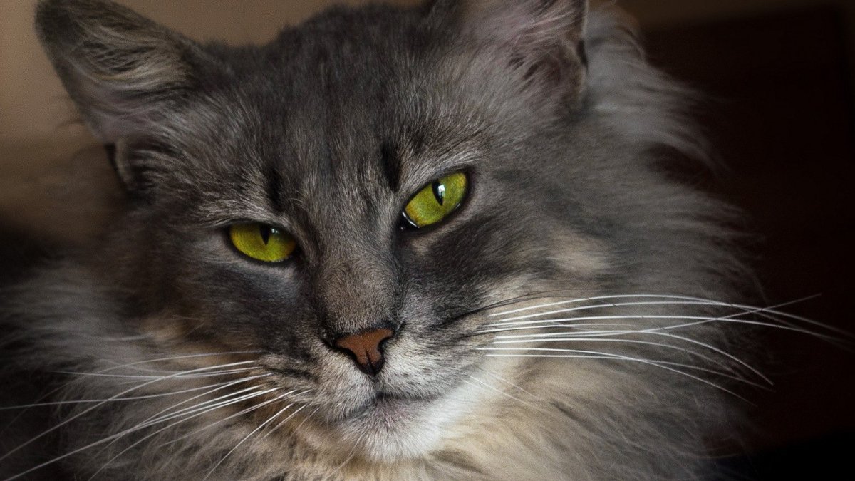 Сибирский Нибелунг кошка