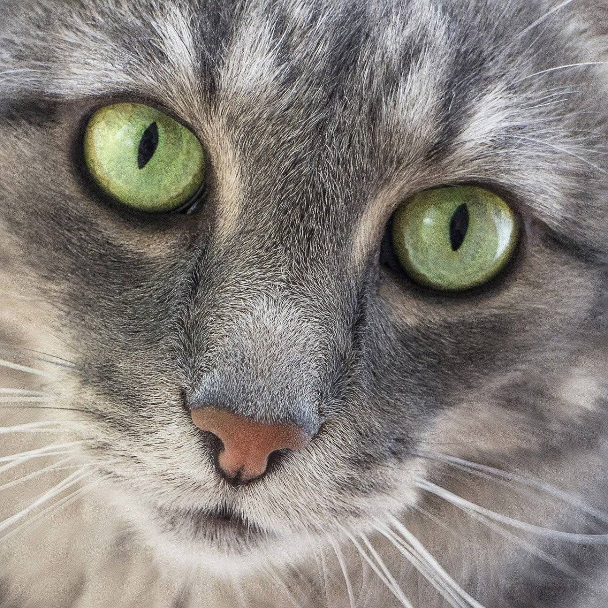 Серый кот с зелеными глазами