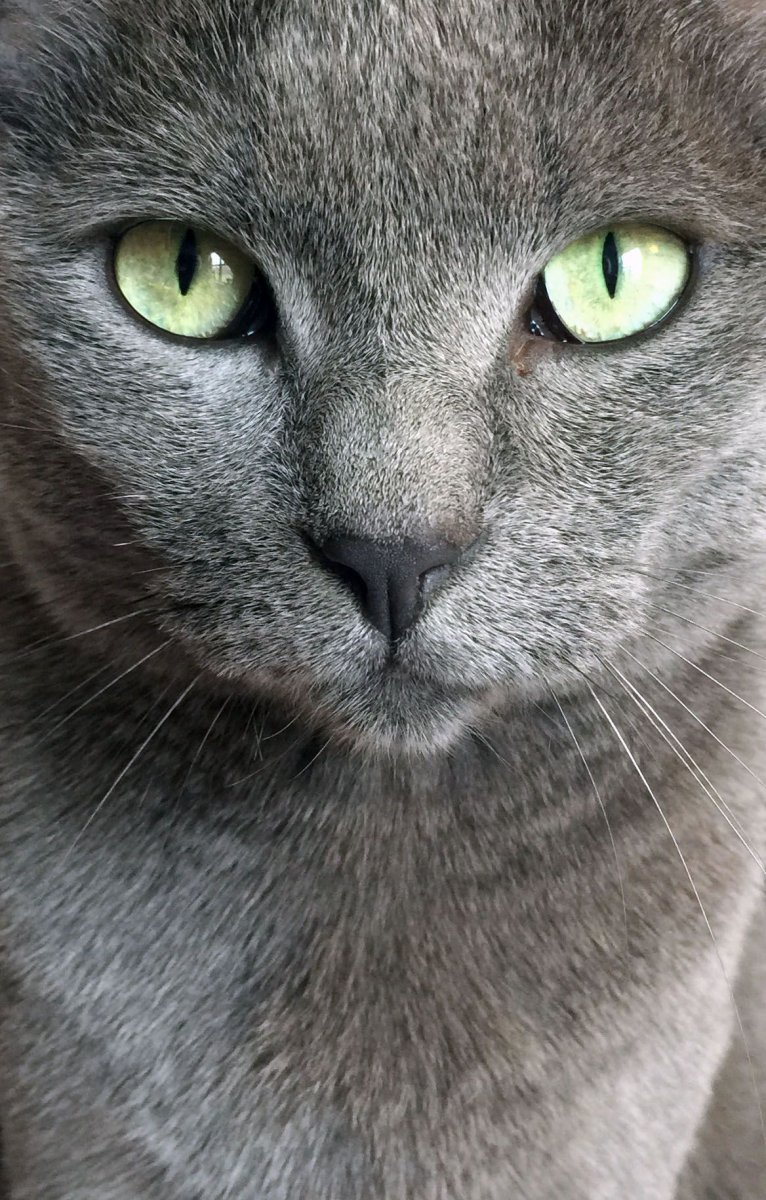 Британский вислоухий кот серый зеленоглазый