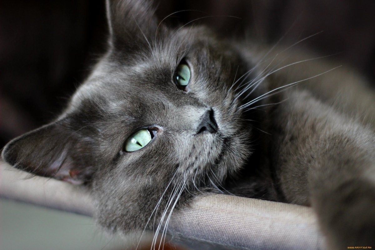 Серый кот с зелеными глазами