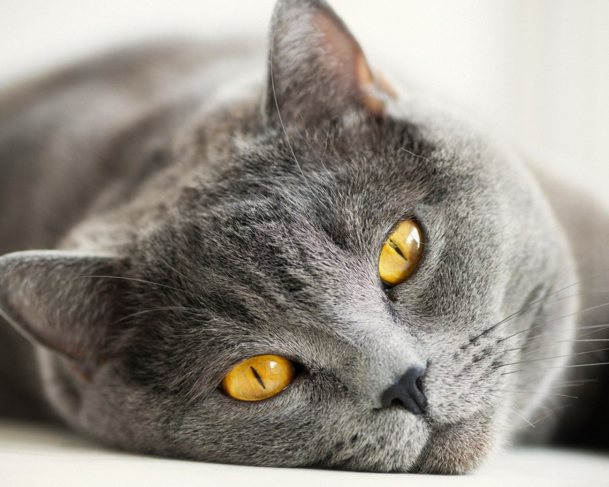 Британский кот серый