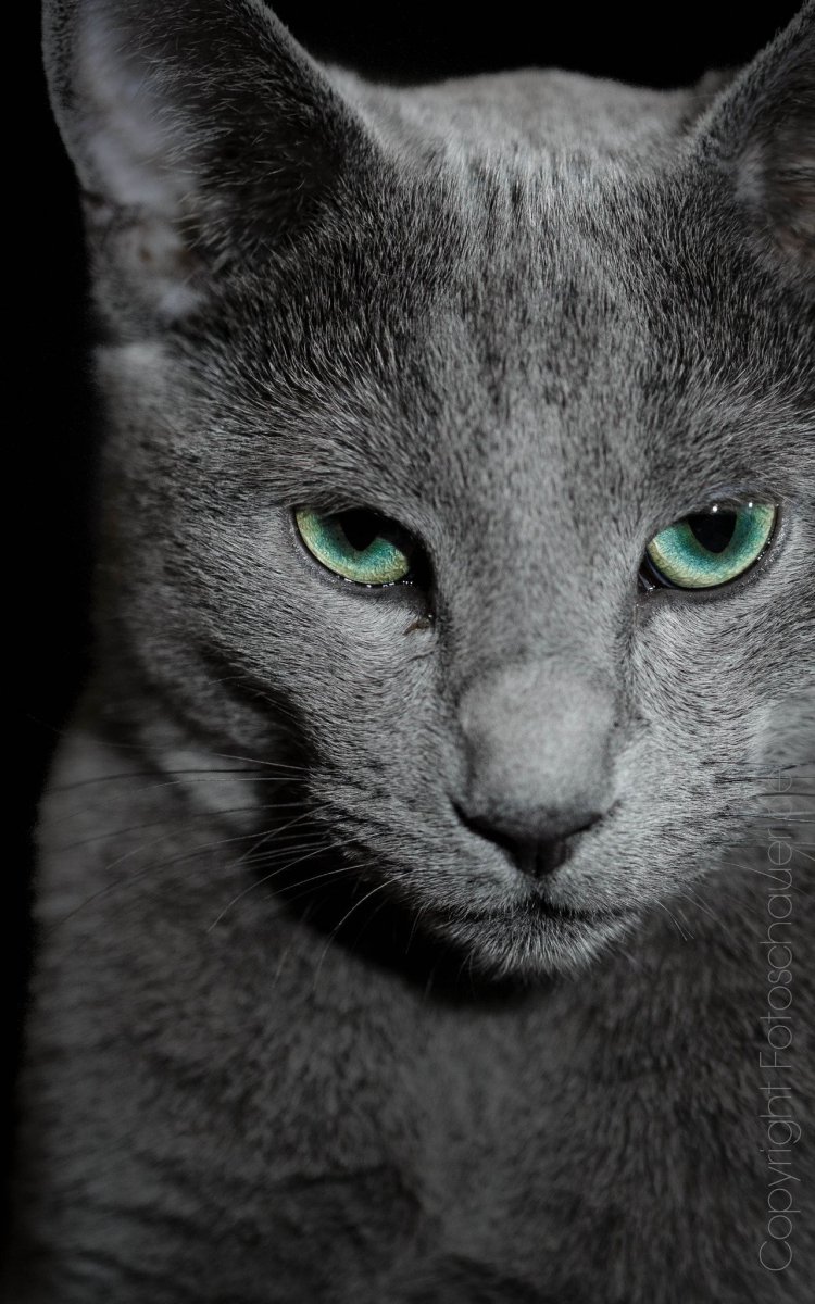 Картезианская кошка шартрез