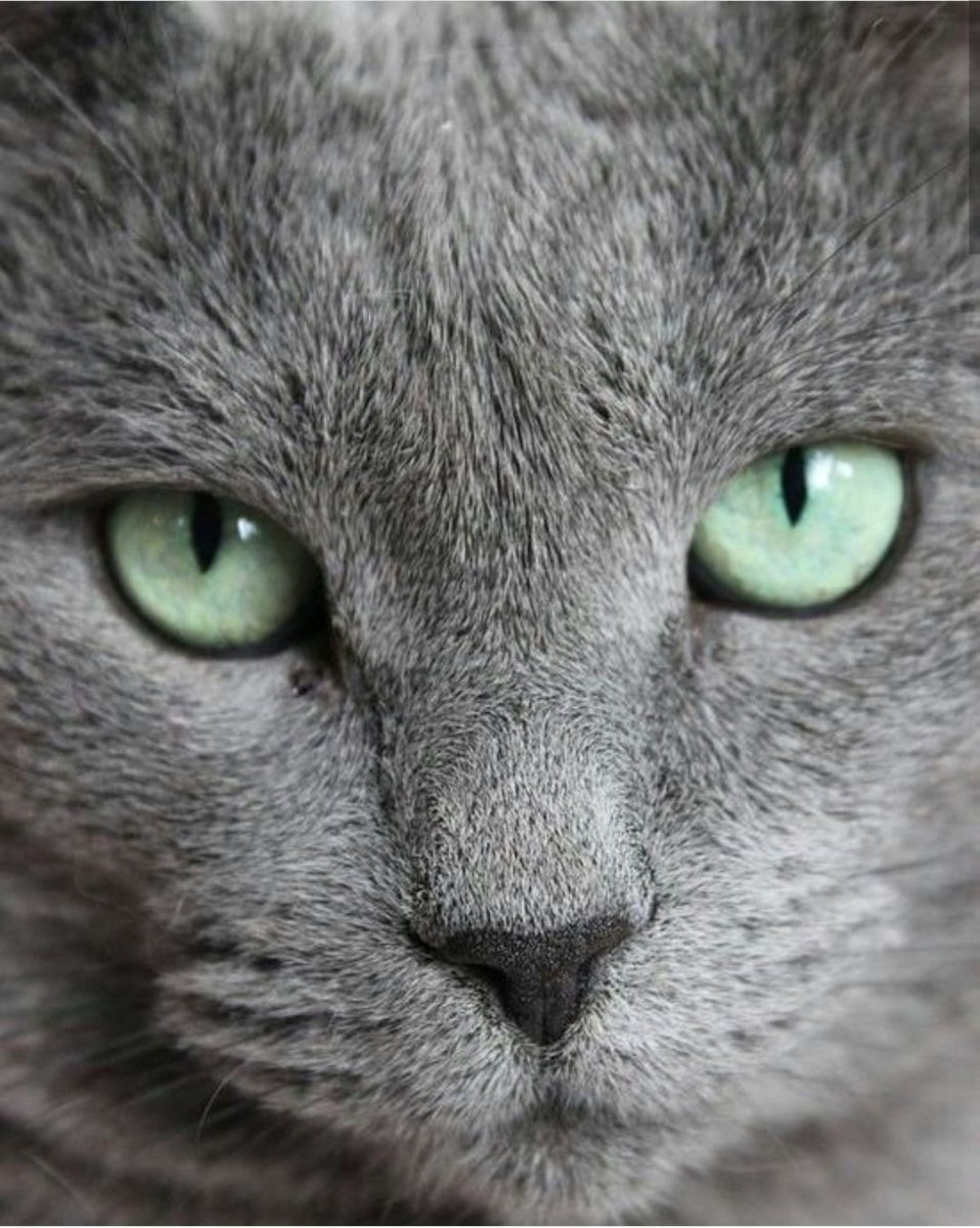 Британская короткошёрстная кошка шартрез