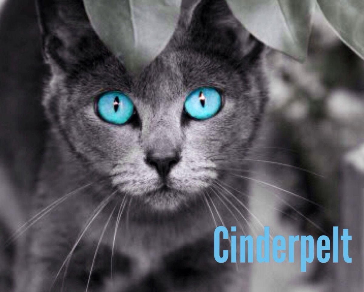 Серый кот с голубыми глазами